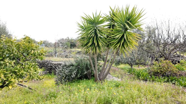 terreno agricolo in vendita a Santa Maria di Licodia