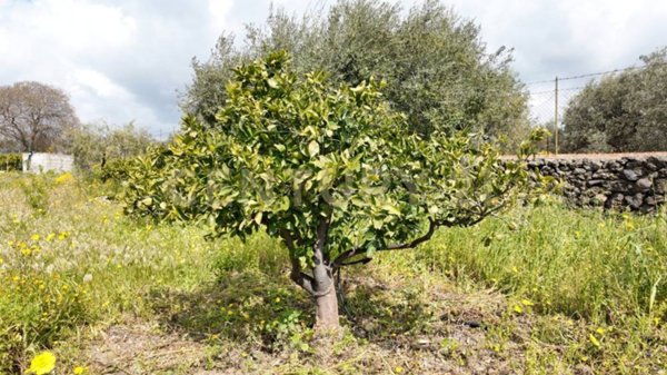 terreno agricolo in vendita a Santa Maria di Licodia