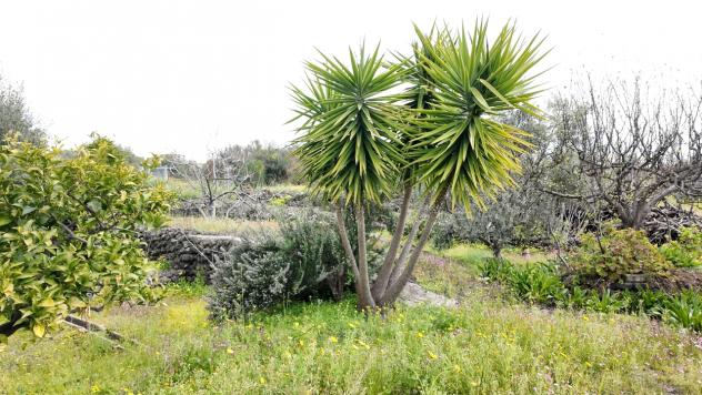 terreno agricolo in vendita a Santa Maria di Licodia