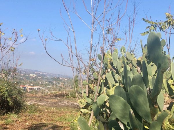 terreno agricolo in vendita a Santa Venerina