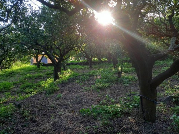 casa indipendente in vendita a Santa Venerina