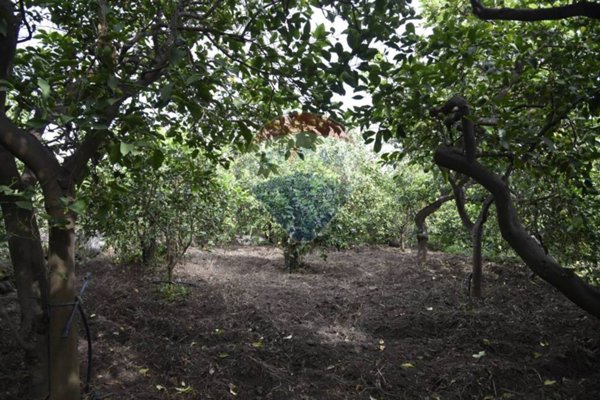terreno agricolo in vendita a Santa Venerina