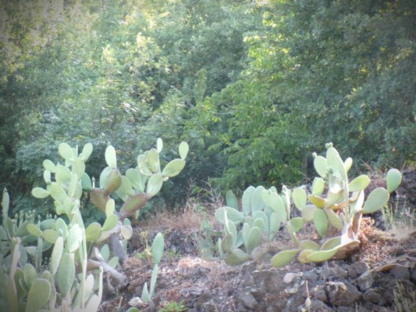 terreno agricolo in vendita a Santa Venerina