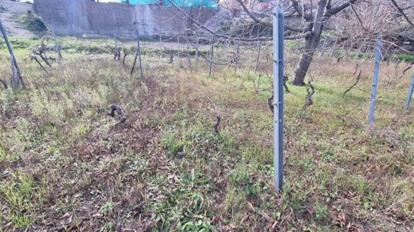 terreno agricolo in vendita a Santa Venerina