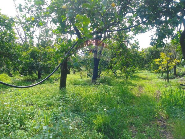 terreno agricolo in vendita a Santa Venerina in zona Dagala del Re