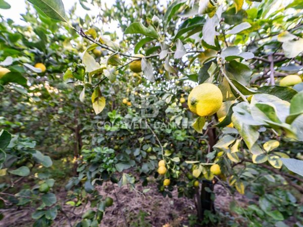 terreno agricolo in vendita a Santa Venerina in zona Linera