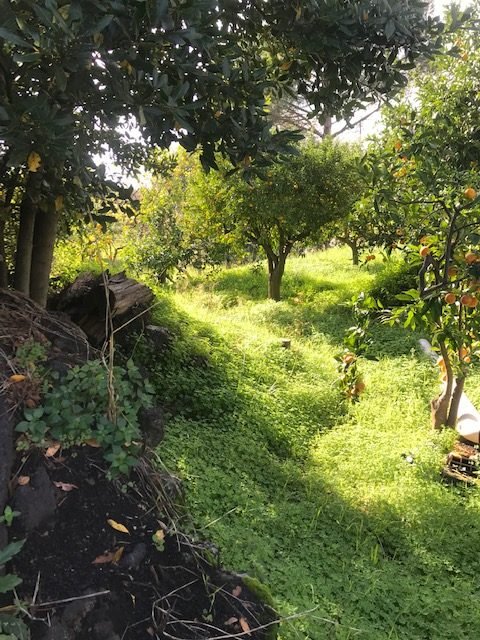 casale in vendita a Santa Venerina