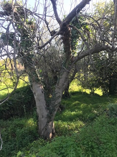 casale in vendita a Santa Venerina