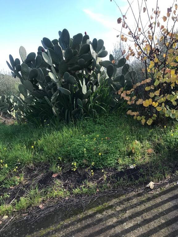 casale in vendita a Santa Venerina