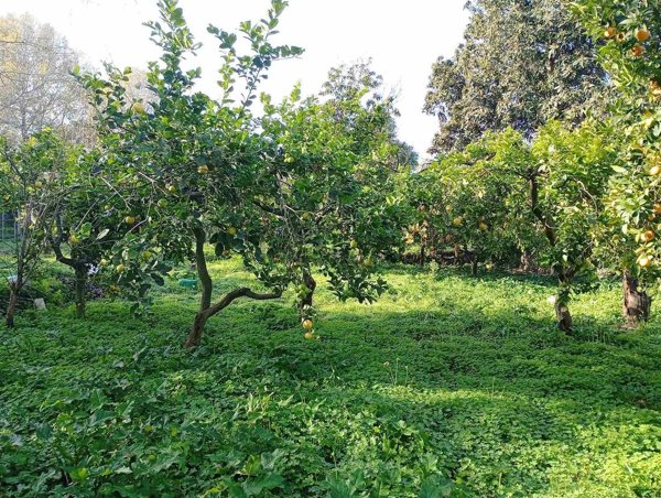 appartamento in vendita a Santa Venerina