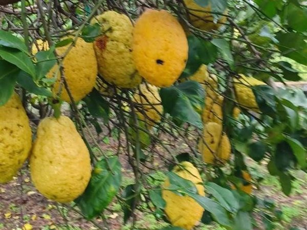 terreno agricolo in vendita a Santa Venerina