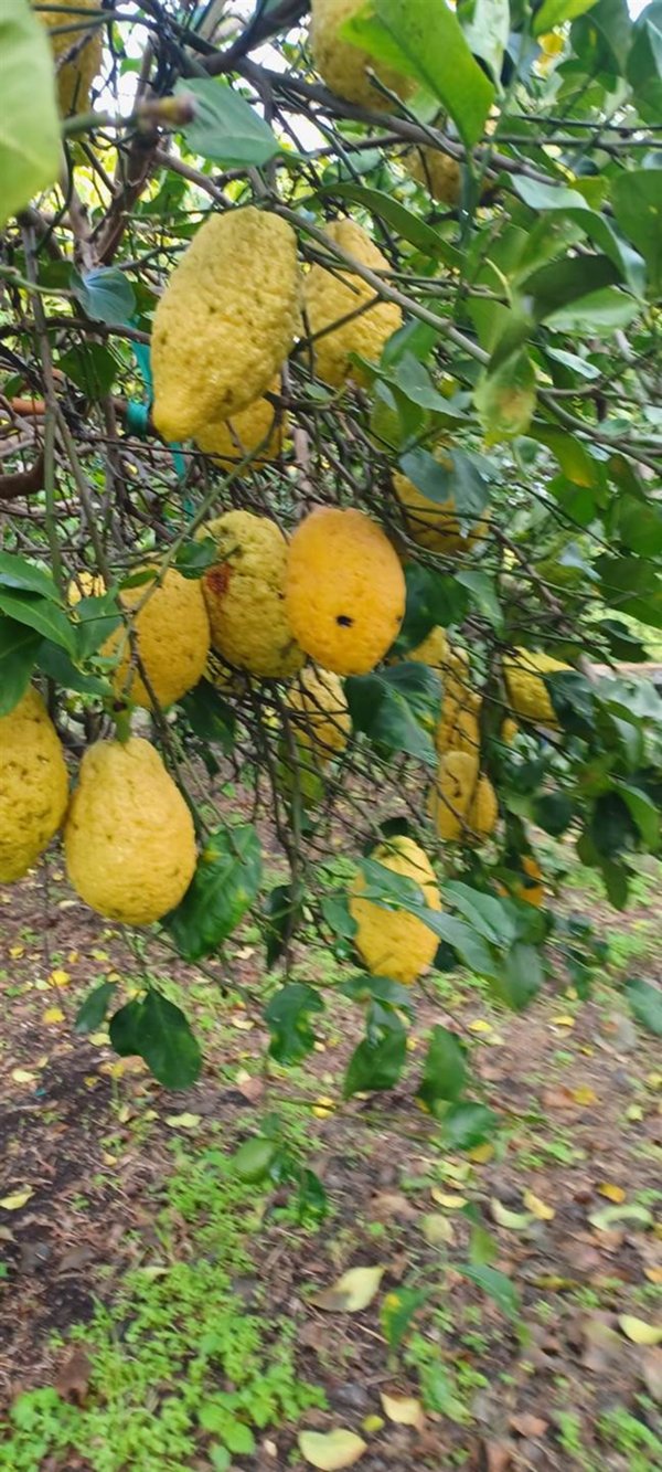 terreno agricolo in vendita a Santa Venerina in zona Linera