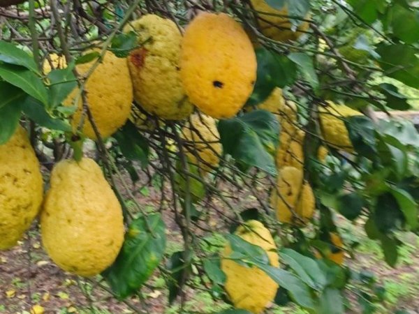 terreno agricolo in vendita a Santa Venerina
