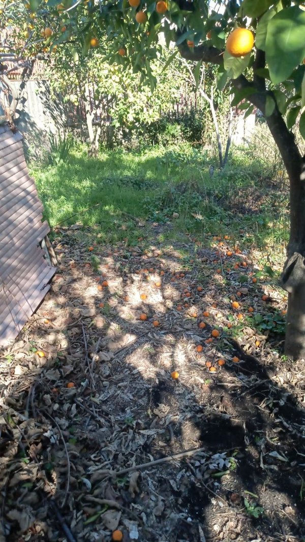 casa indipendente in vendita a Santa Venerina