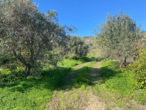 terreno agricolo in vendita a Scordia