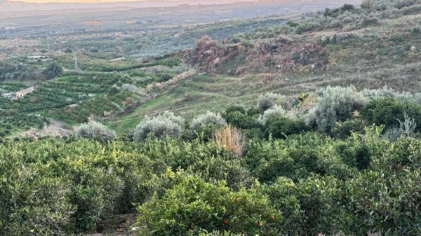 terreno agricolo in vendita a Scordia