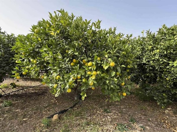 terreno agricolo in vendita a Scordia