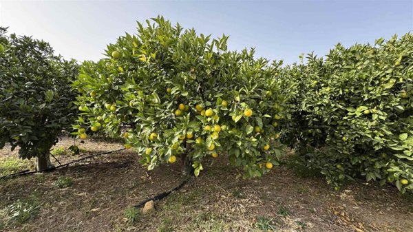 terreno agricolo in vendita a Scordia