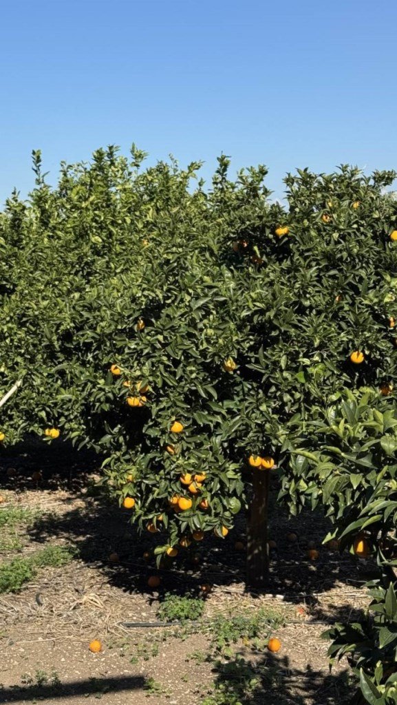 appartamento in vendita a Scordia