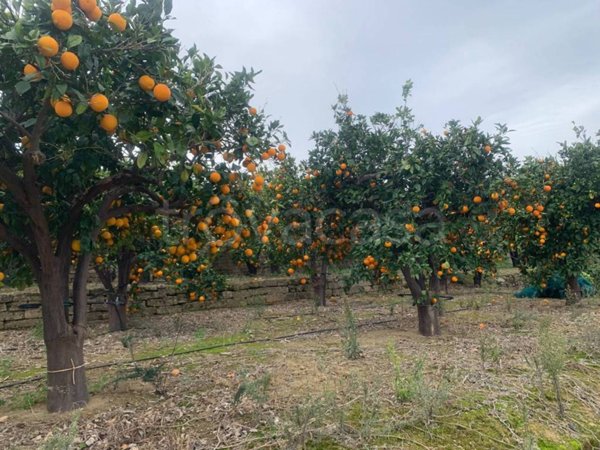terreno agricolo in vendita a Scordia
