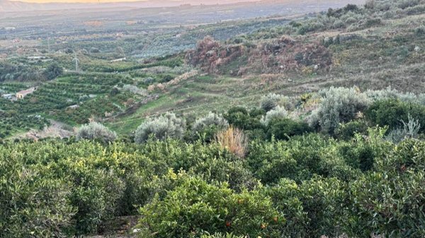 terreno agricolo in vendita a Scordia