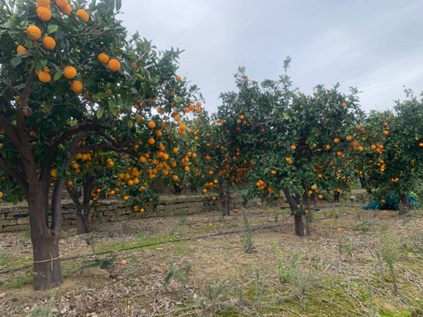 terreno agricolo in vendita a Scordia