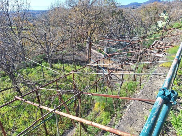 terreno agricolo in vendita a Trecastagni