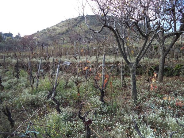 terreno agricolo in vendita a Trecastagni