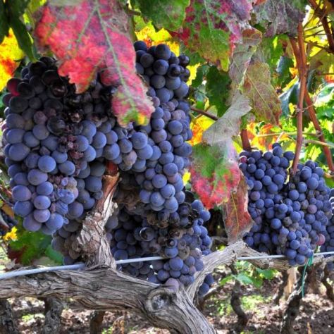 terreno agricolo in vendita a Trecastagni