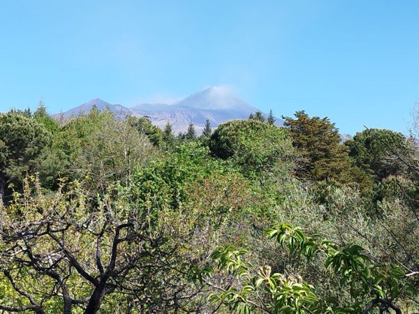 terreno agricolo in vendita a Trecastagni