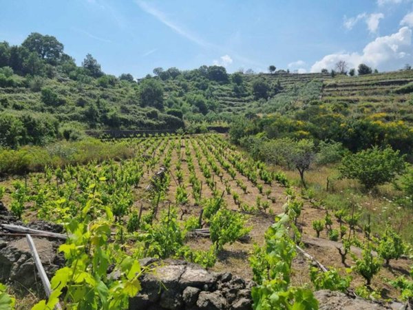 terreno agricolo in vendita a Tremestieri Etneo
