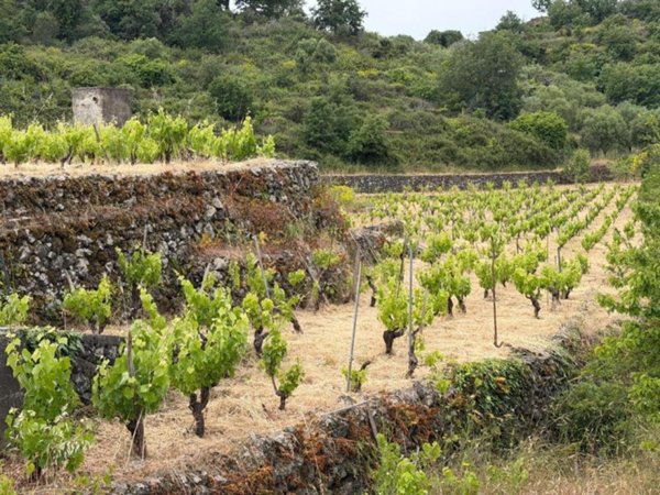 terreno agricolo in vendita a Tremestieri Etneo