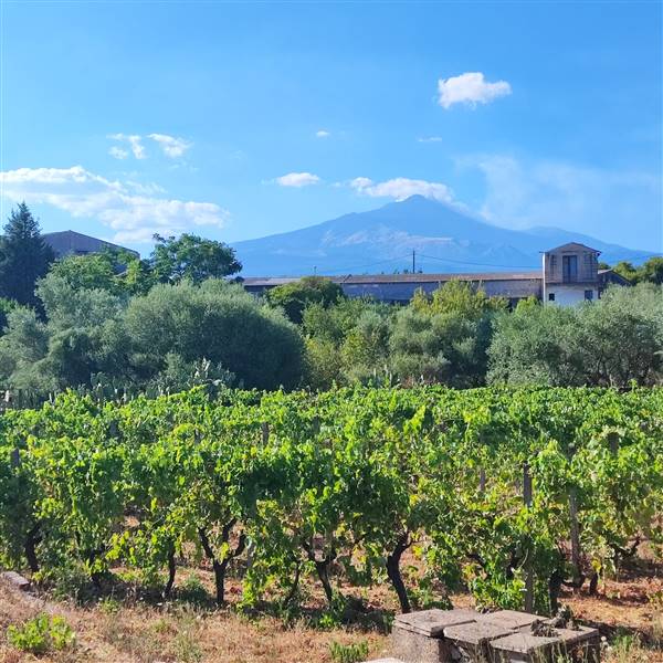 terreno agricolo in vendita a Valverde(CT)