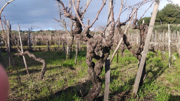 terreno agricolo in vendita a Viagrande