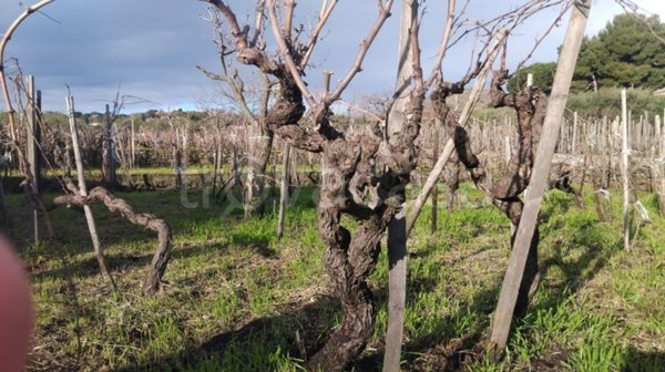 immagine annuncio 0 di 15