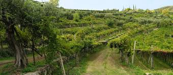 azienda agricola in vendita a Zafferana Etnea