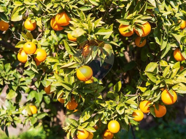 terreno agricolo in vendita a Zafferana Etnea