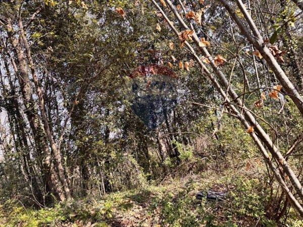 terreno agricolo in vendita a Zafferana Etnea