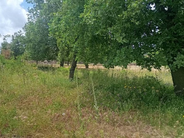 casa indipendente in vendita a Zafferana Etnea