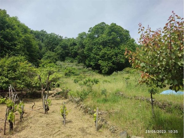 terreno agricolo in vendita a Zafferana Etnea
