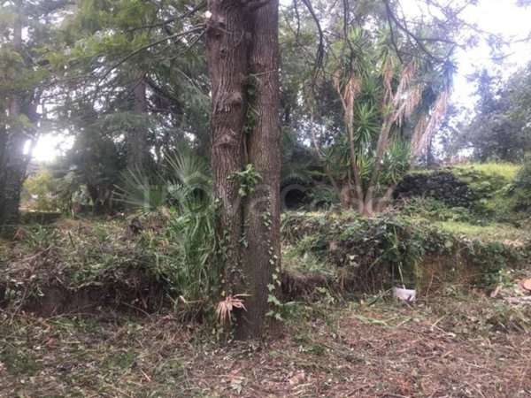 terreno agricolo in vendita a Zafferana Etnea