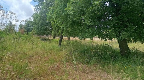 terreno agricolo in vendita a Zafferana Etnea
