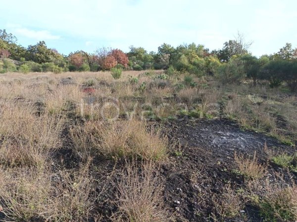 terreno agricolo in vendita a Zafferana Etnea