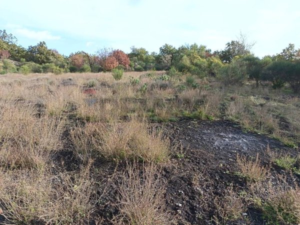 terreno agricolo in vendita a Zafferana Etnea