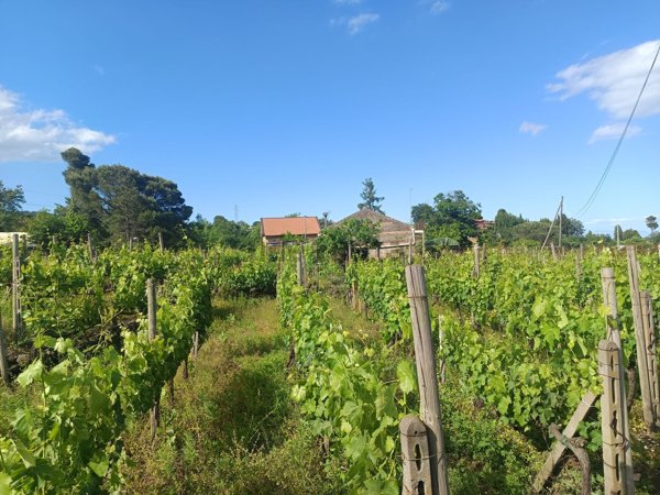 appartamento in vendita a Zafferana Etnea in zona Petrulli