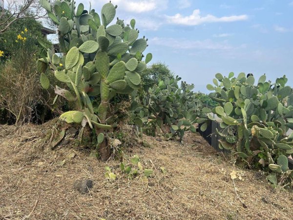 terreno edificabile in vendita a Zafferana Etnea