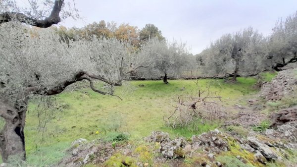 terreno agricolo in vendita a Ragalna
