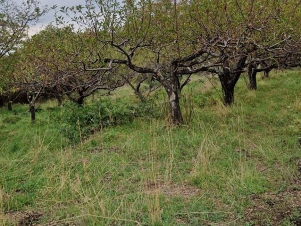 terreno agricolo in vendita a Ragalna