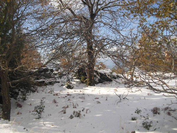 terreno agricolo in vendita a Ragalna