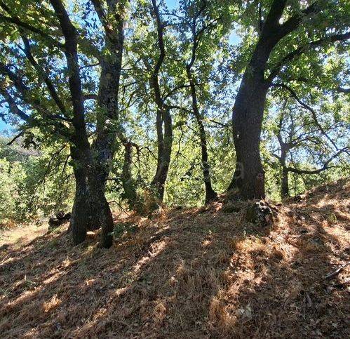 terreno agricolo in vendita a Ragalna